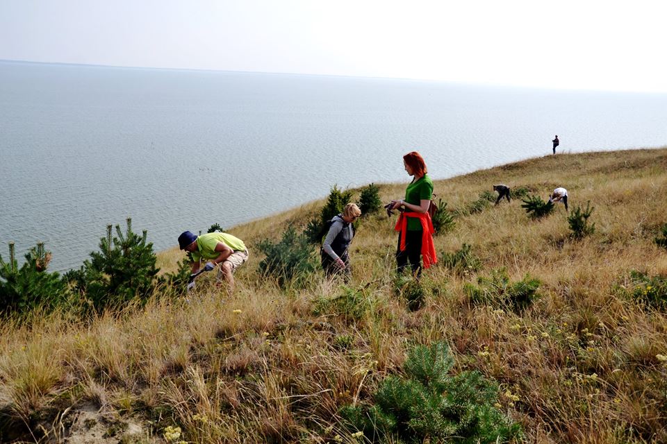 Volunteers digging in young pines on the slope above the water